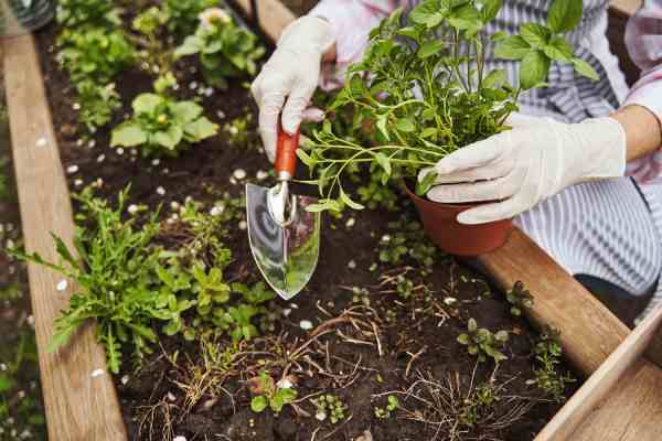 plantation jardin balcon
