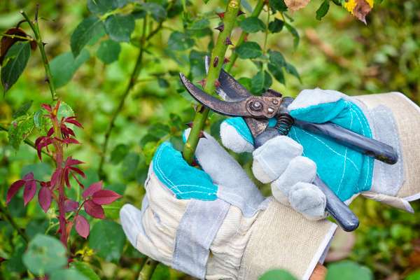 taille de jeune haie